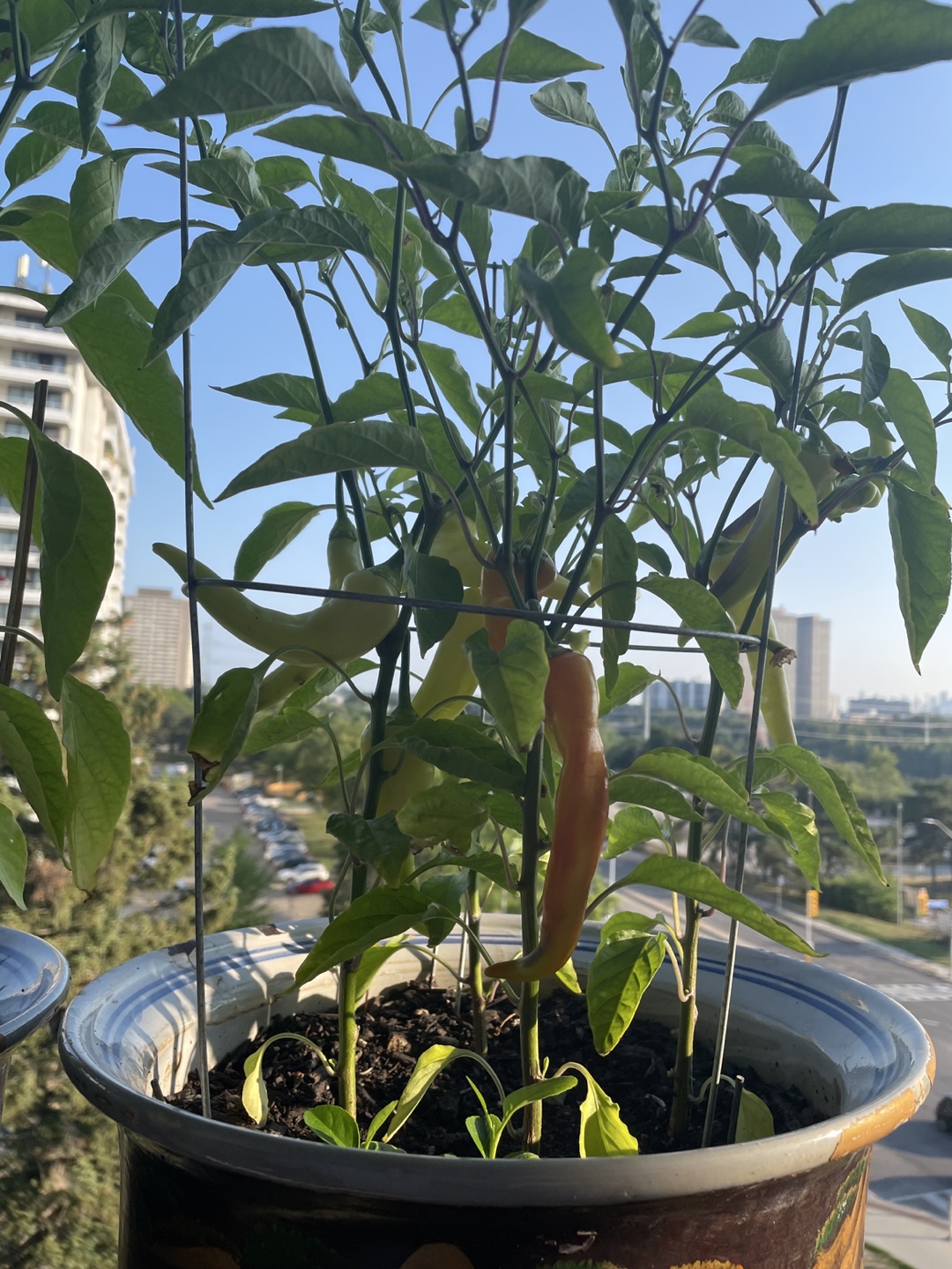 Tomatoes bell paper banana pepper