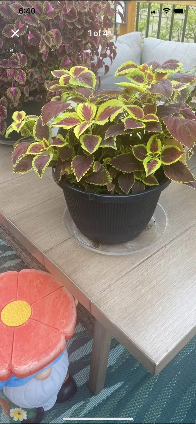 Potted Coleus Plants thumbnail