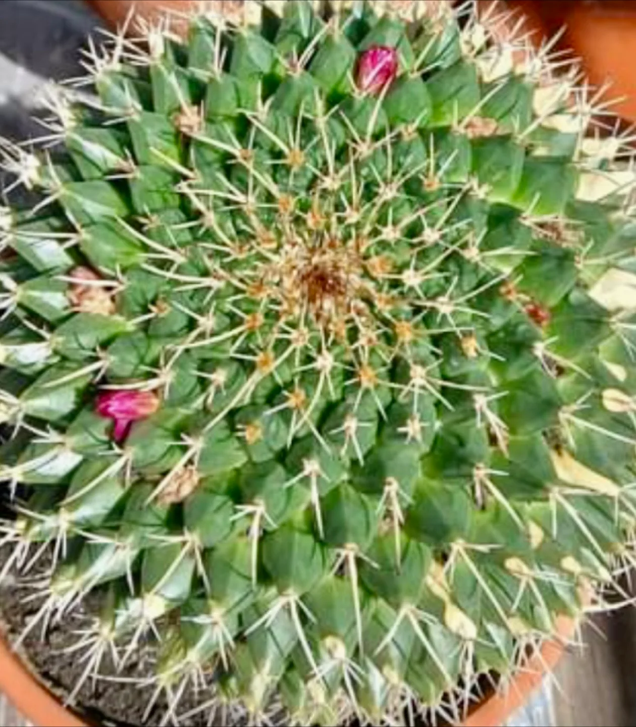 🥕 Big Potted Cactus in a terracotta pot image indicator(2)