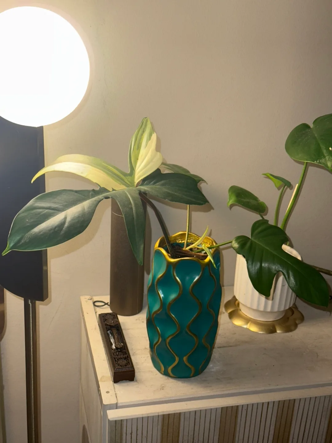 Philodendron Florida beauty Plant thumbnail
