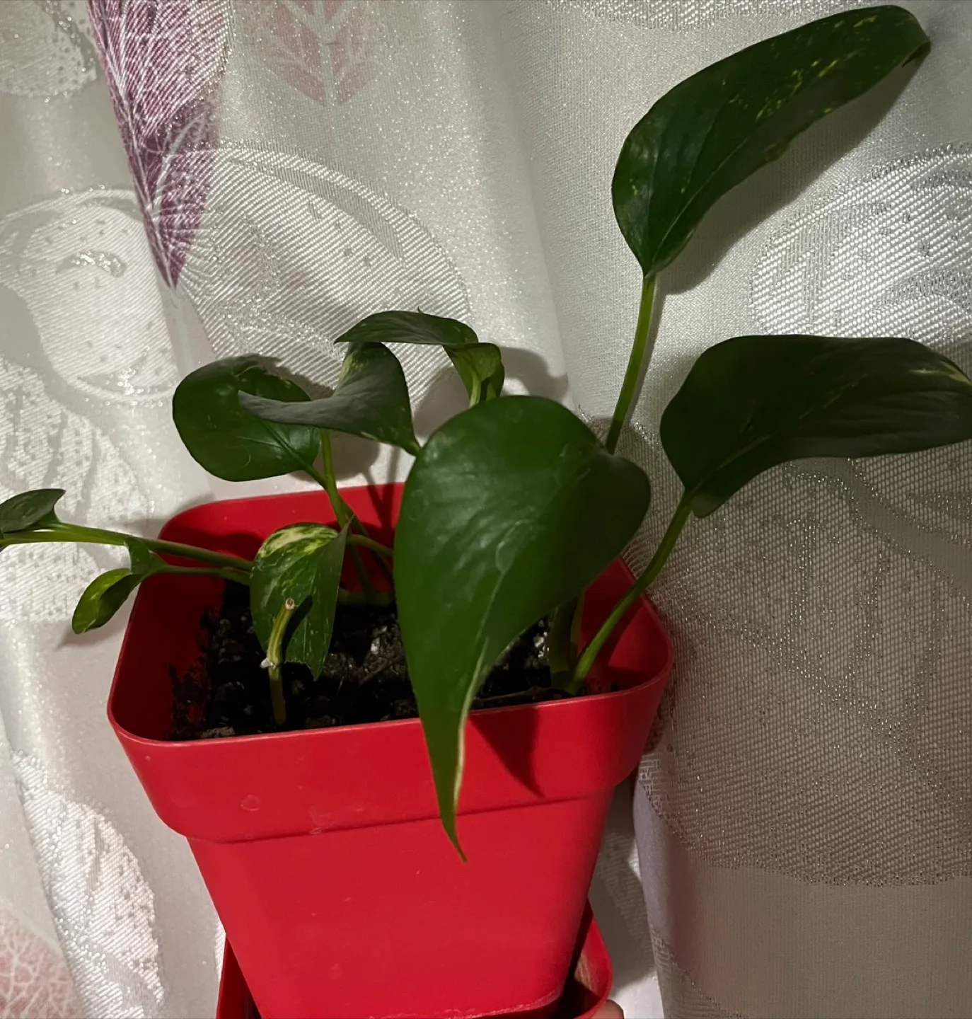 Potted Pothos Plant thumbnail