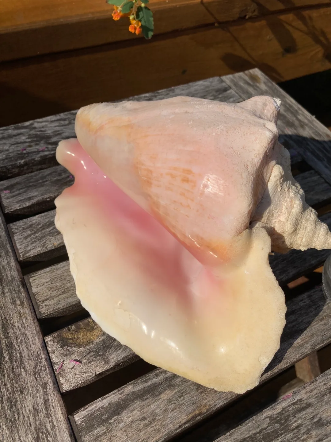 Large Conch Seashell image indicator(3)