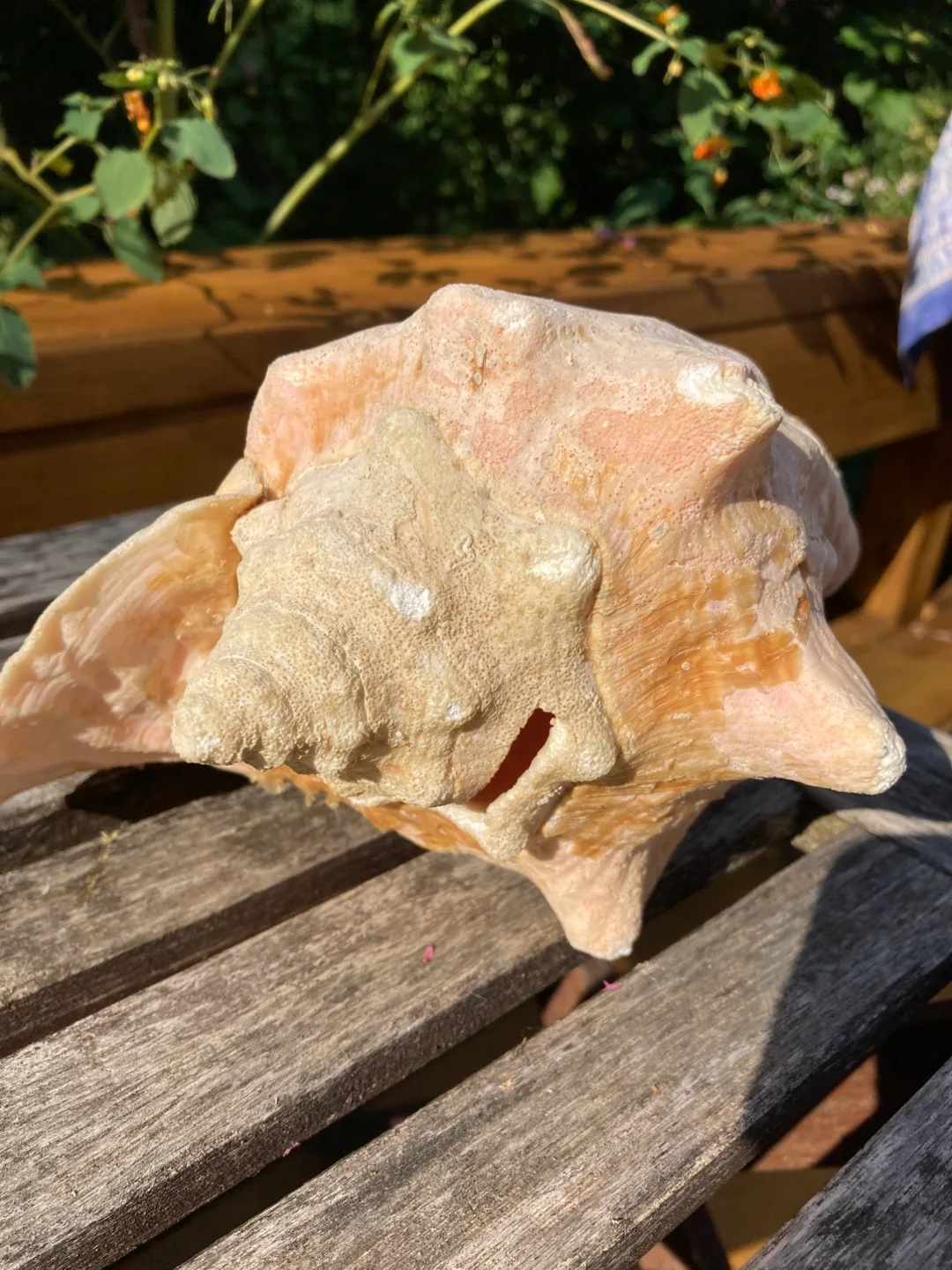 Large Conch Seashell image indicator(4)