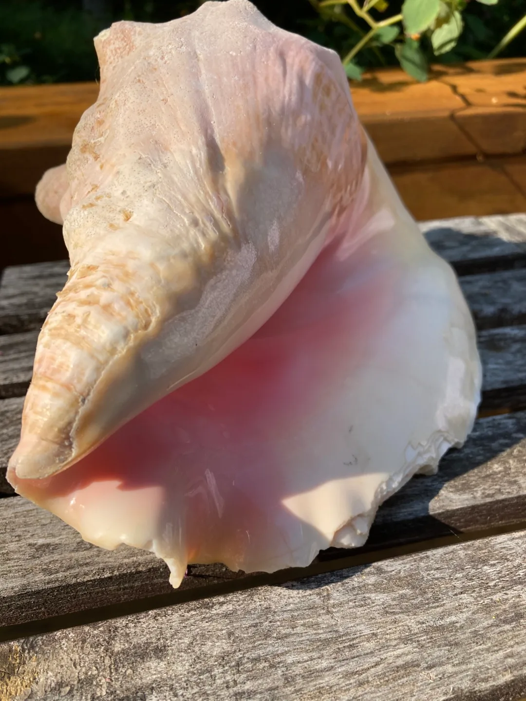 Large Conch Seashell image indicator(2)