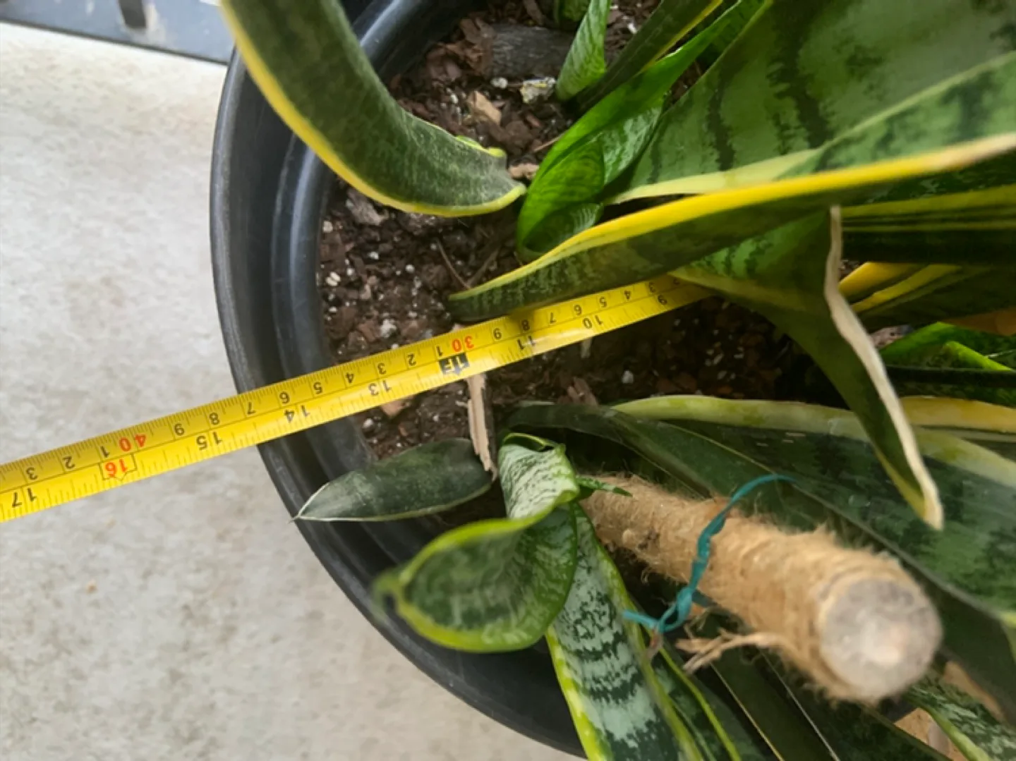 Large Snake Plant in Black Pot image indicator(4)