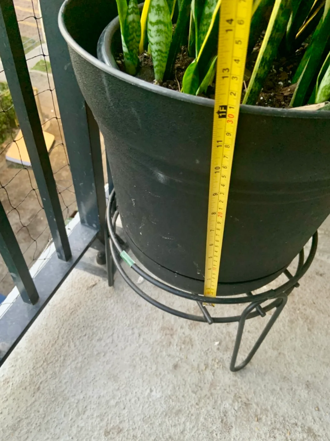 Large Snake Plant in Black Pot image indicator(5)