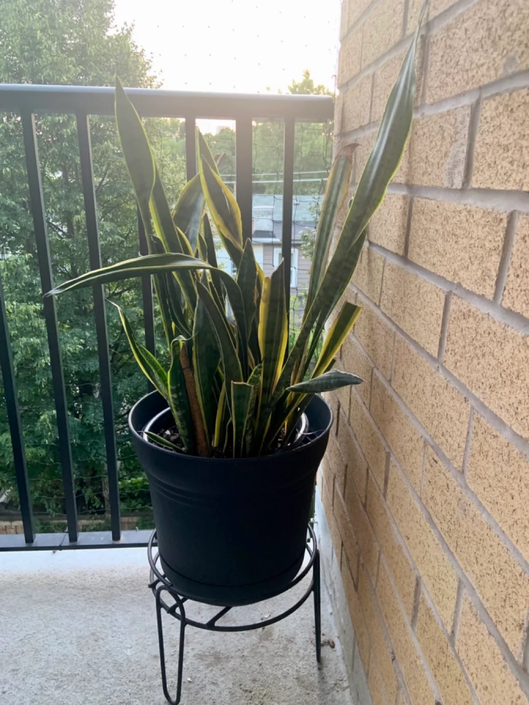 Large Snake Plant in Black Pot image indicator(2)