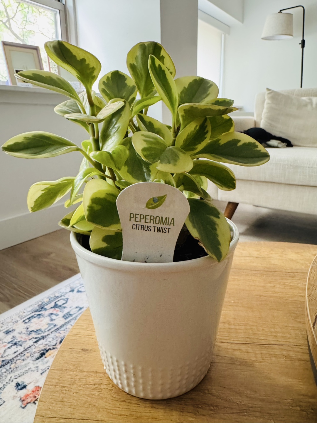 Peperomia Citrus Twist Plant