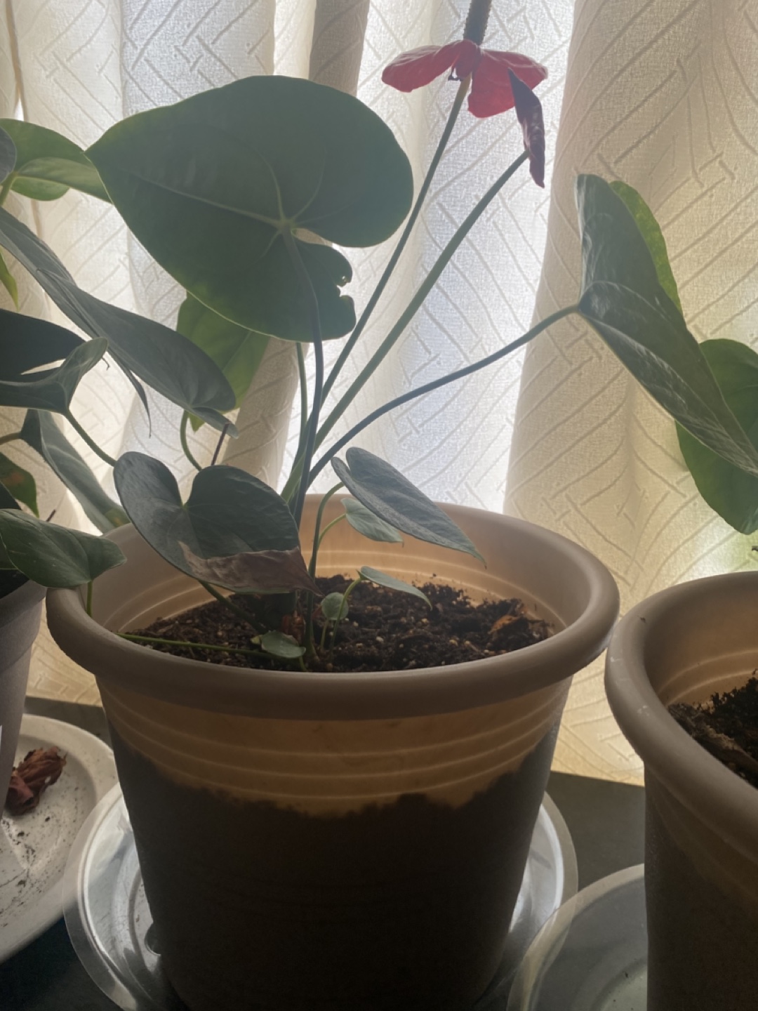 Anthurium Plant in Pot - photo 2