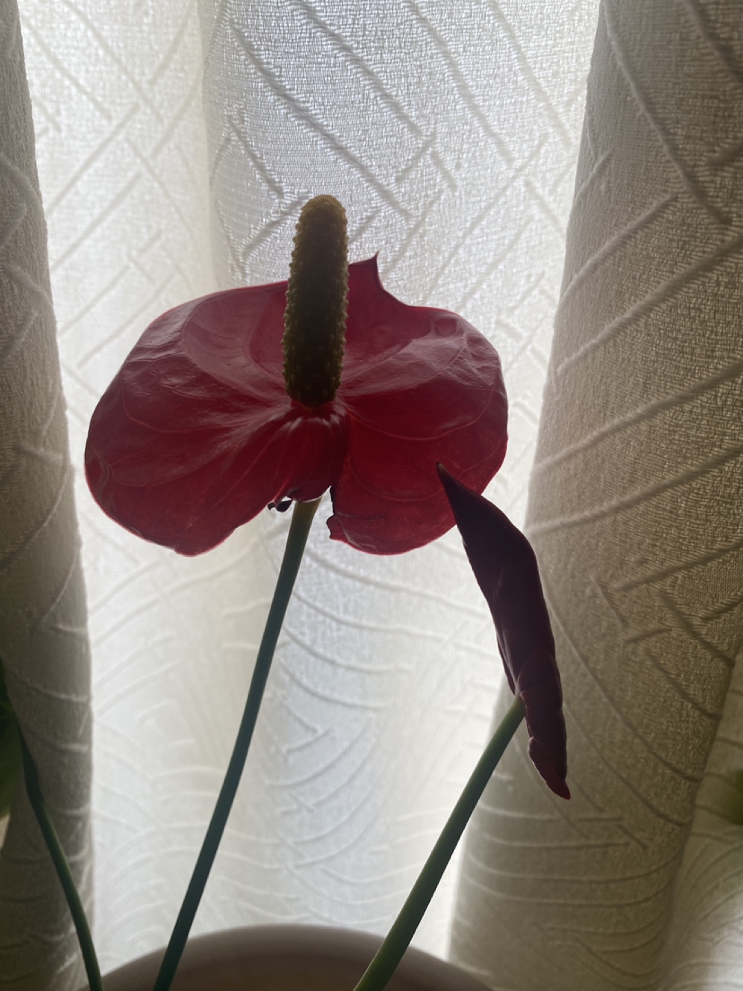 Anthurium Plant in Pot