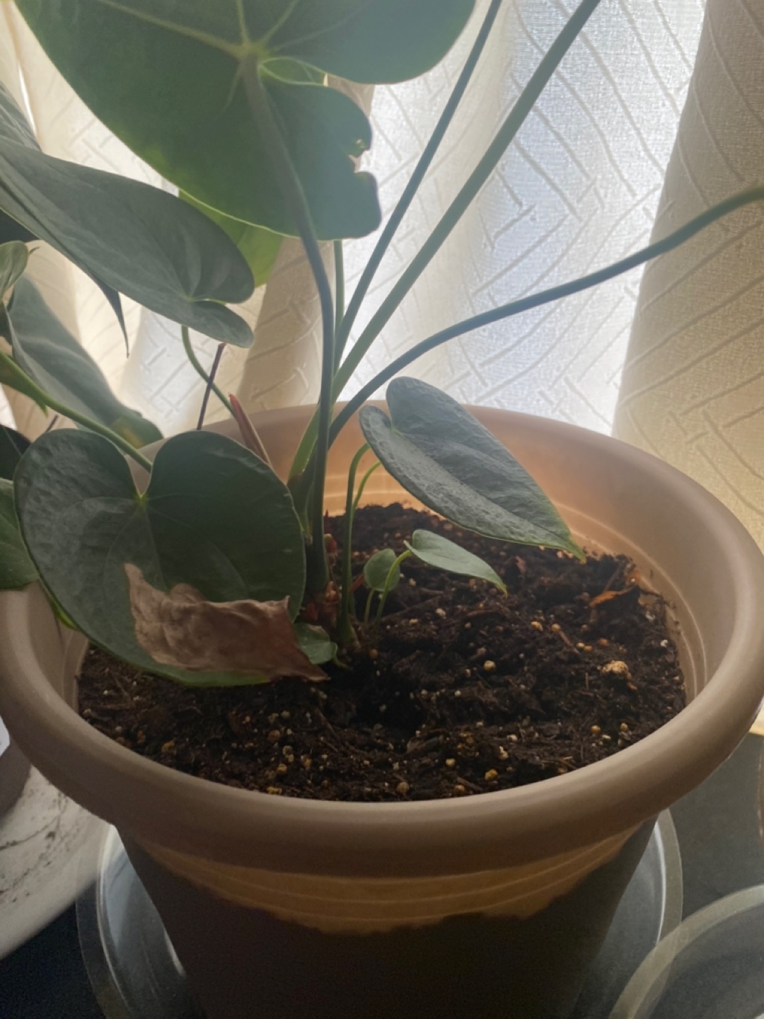 Anthurium Plant in Pot - photo 4