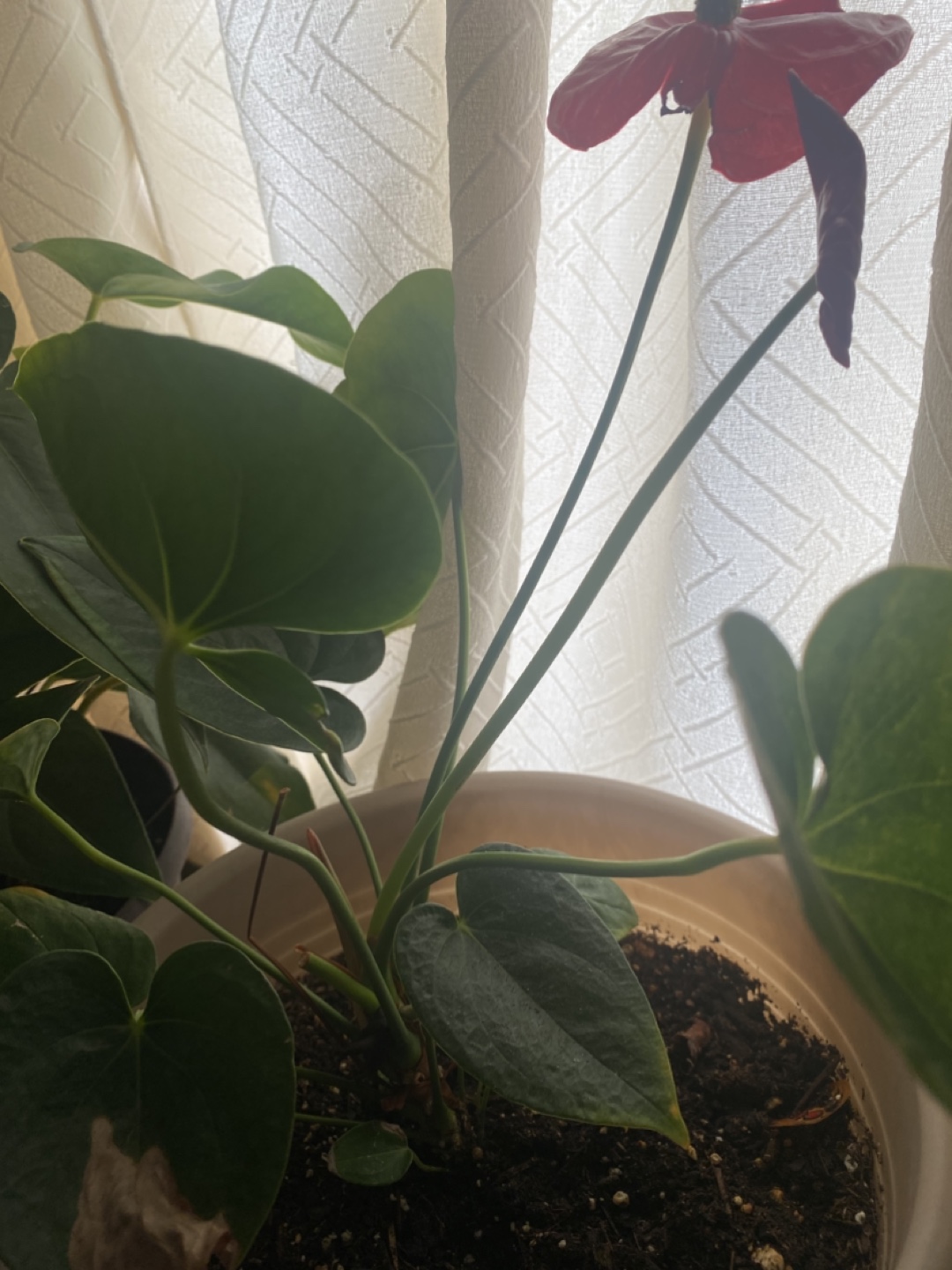 Anthurium Plant in Pot - photo 3