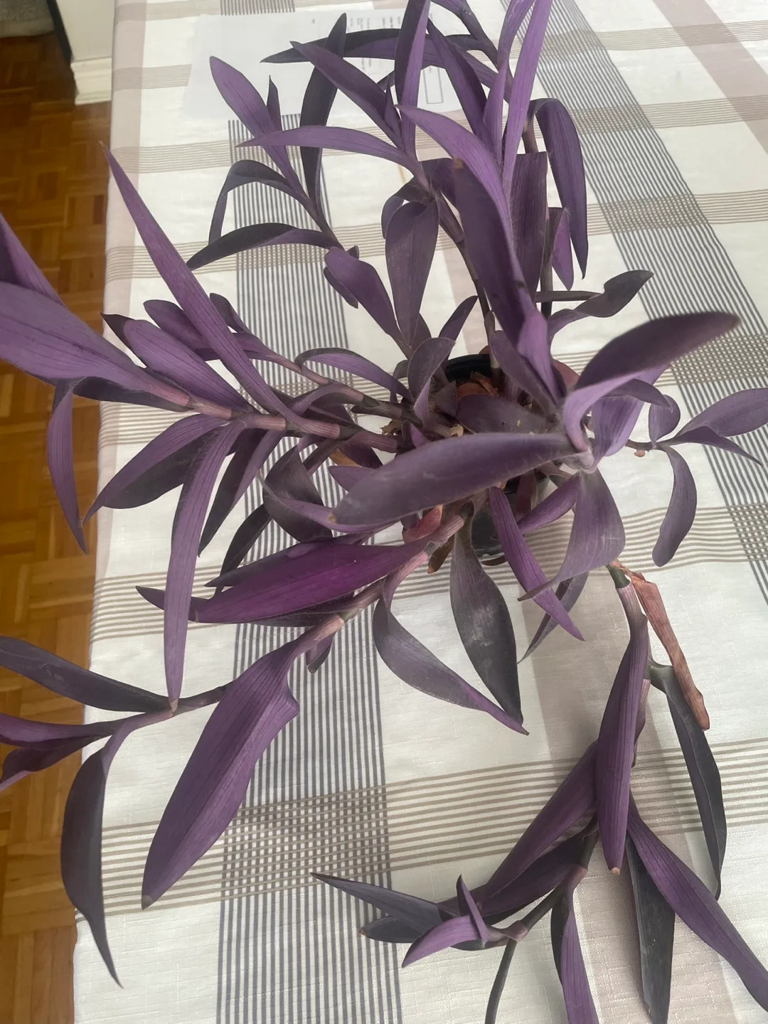 Purple plant cuttings thumbnail