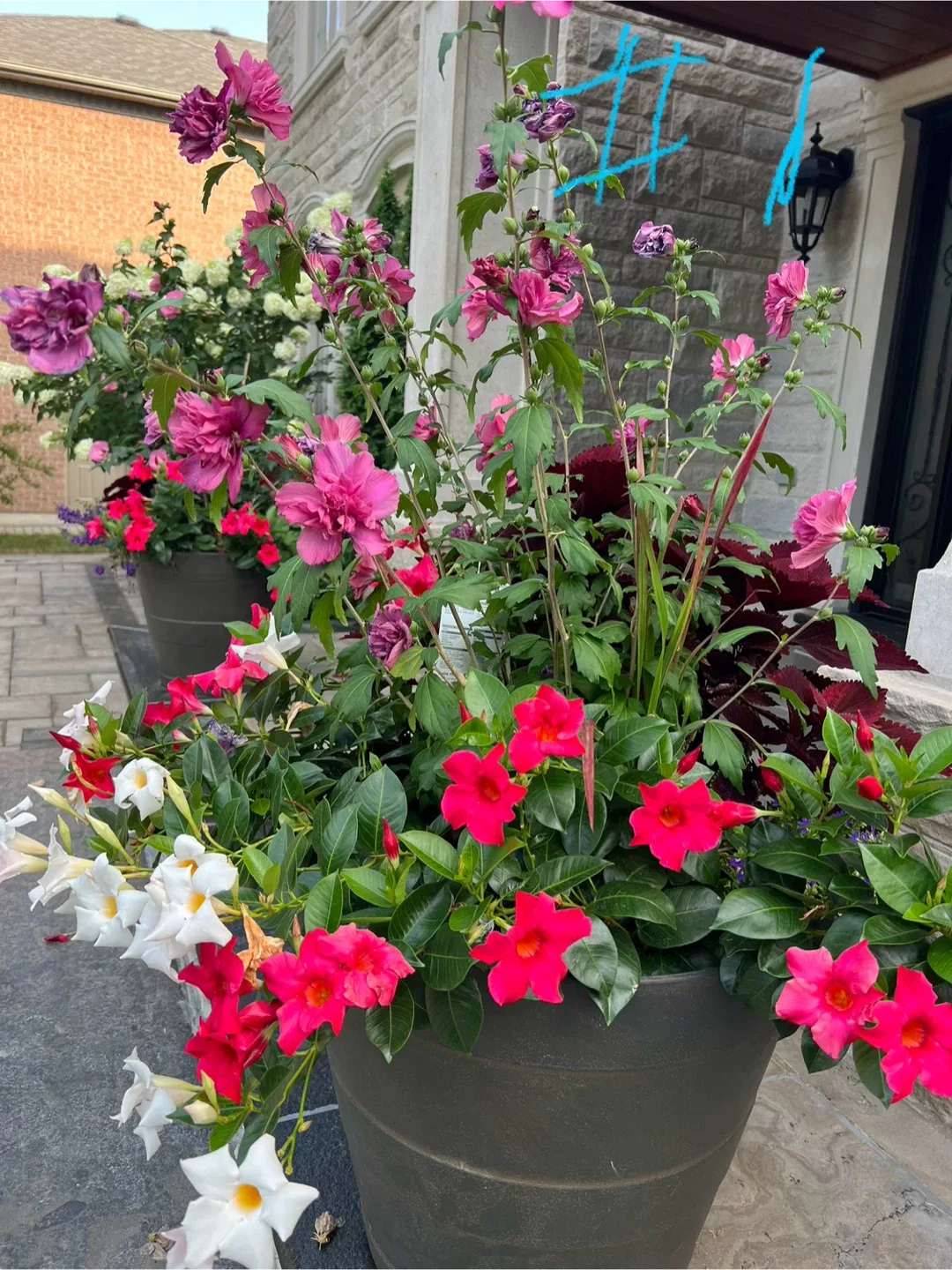 3 Potted Flower Arrangements image indicator(2)