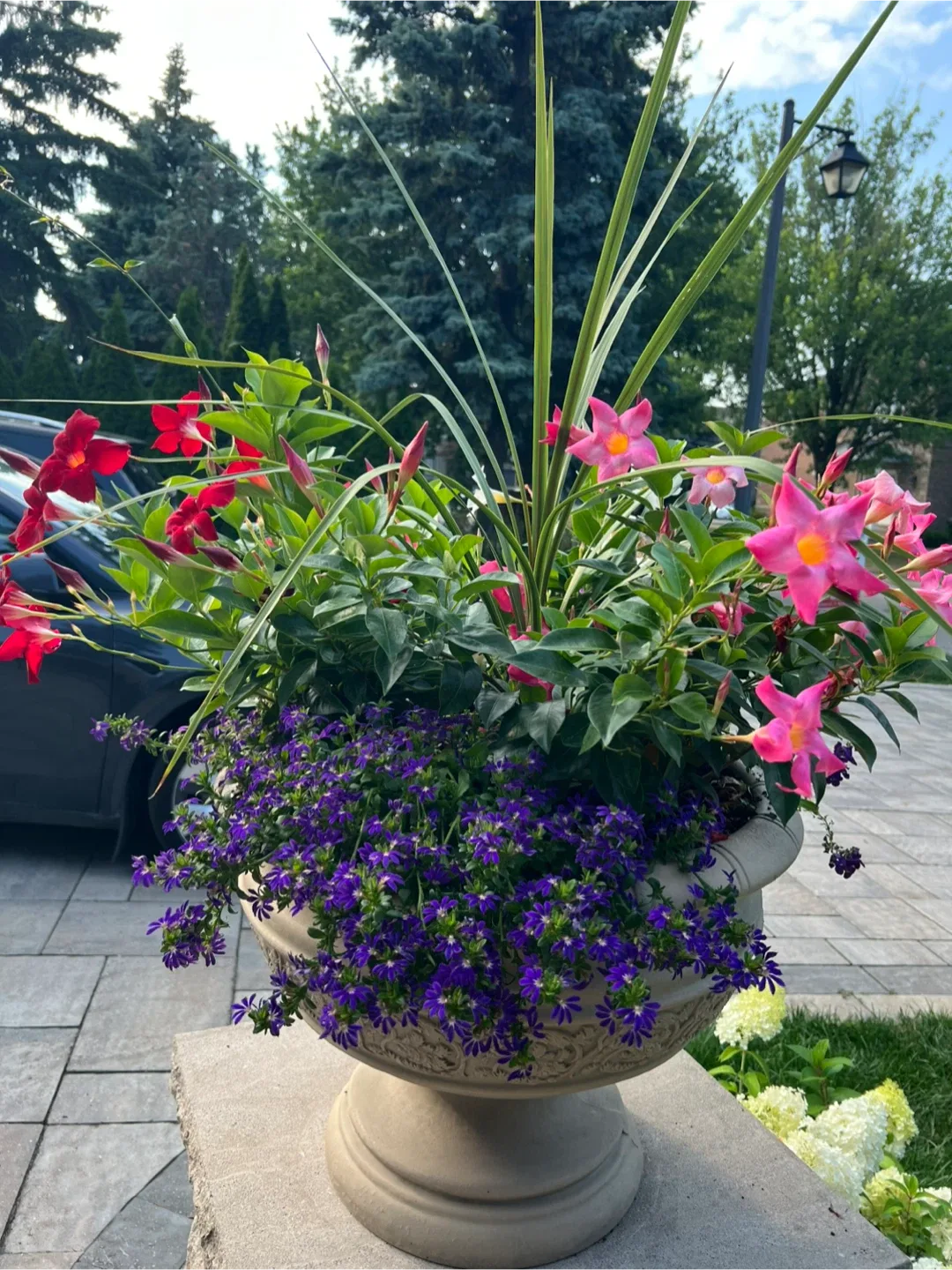 2 planters of gorgeous flowers image indicator(2)