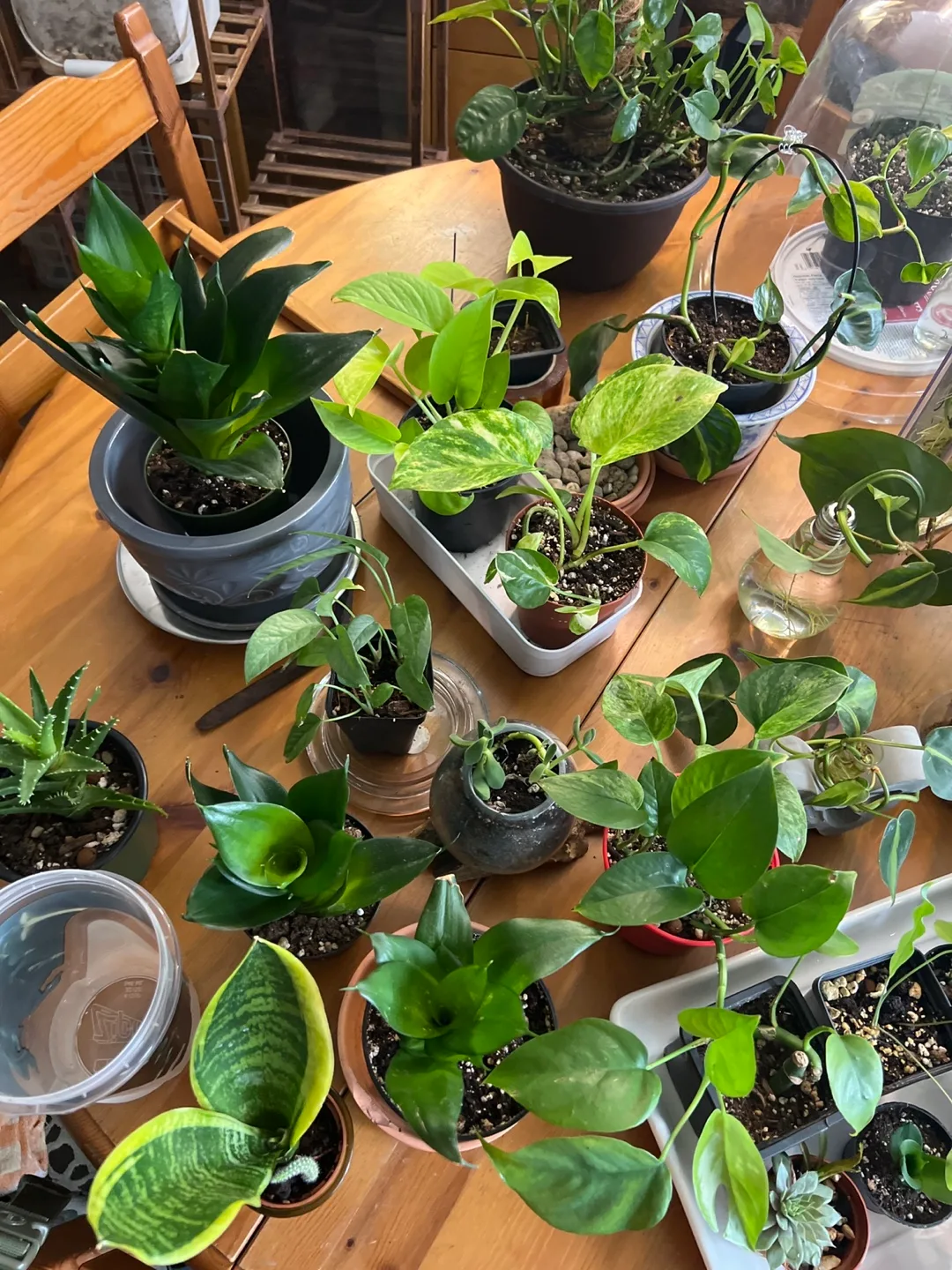 GOING FAST!!! House Plants image indicator(2)