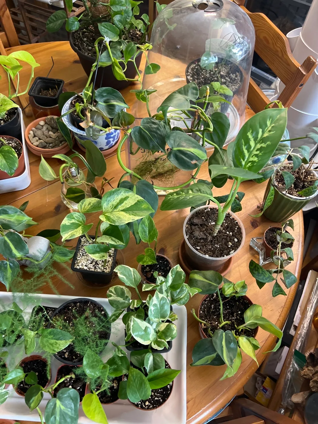 GOING FAST!!! House Plants image indicator(4)