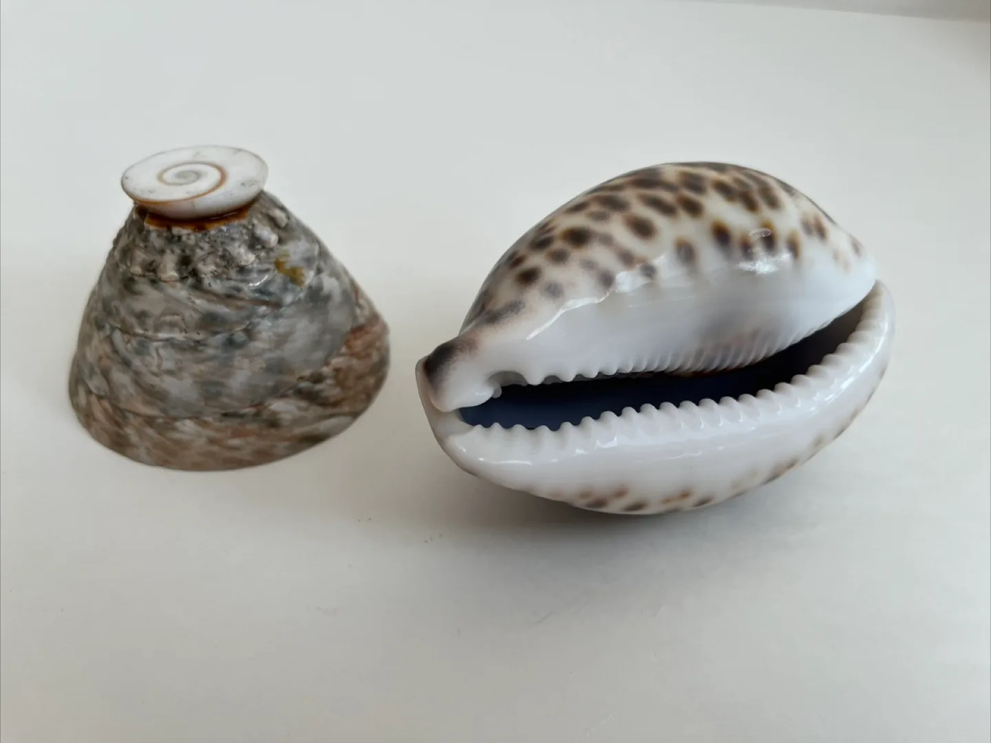 Seashell Decor Set image indicator(2)