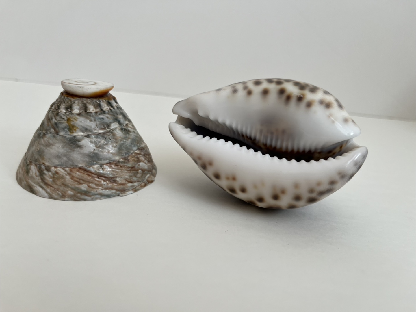 Seashell Decor Set - photo 3