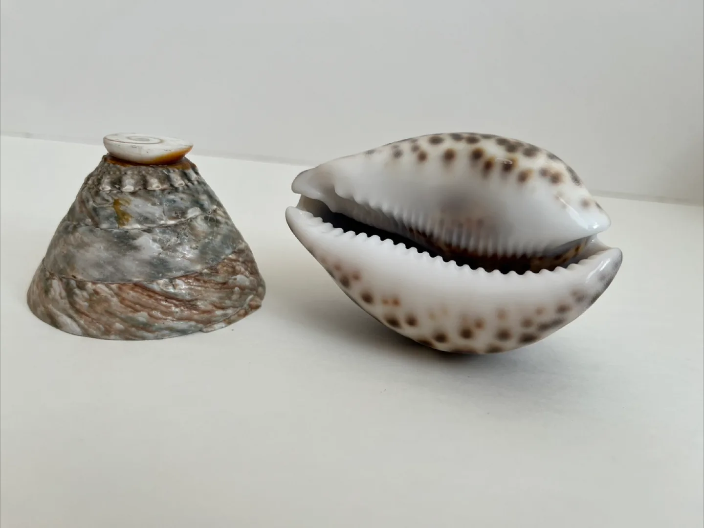 Seashell Decor Set image indicator(3)