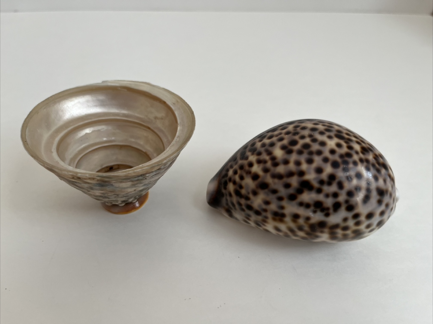 Seashell Decor Set