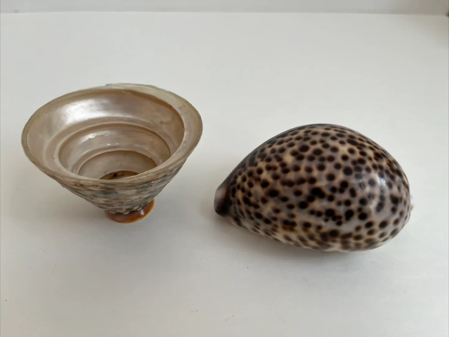 Seashell Decor Set thumbnail
