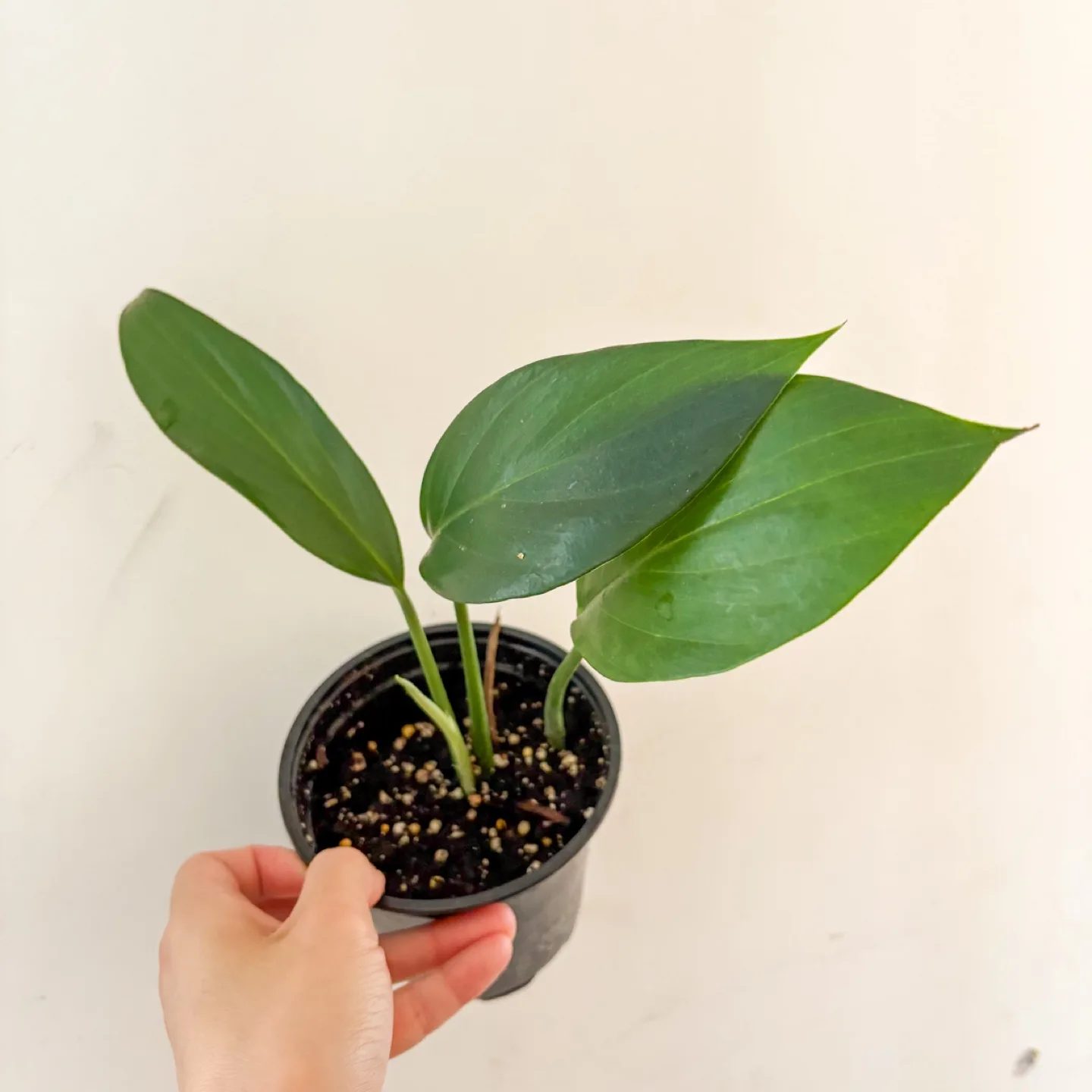 Healthy & Beautiful Monstera Dragon Tail Plant thumbnail