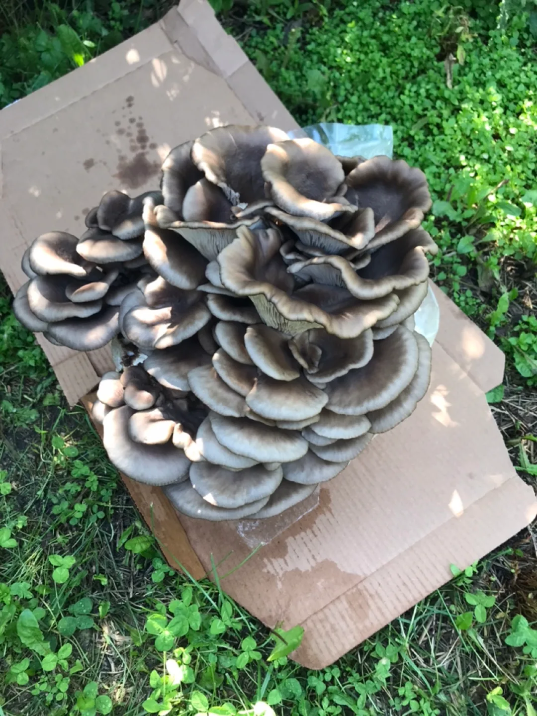 Organic & Edmonton Exclusive Apples image indicator(2)