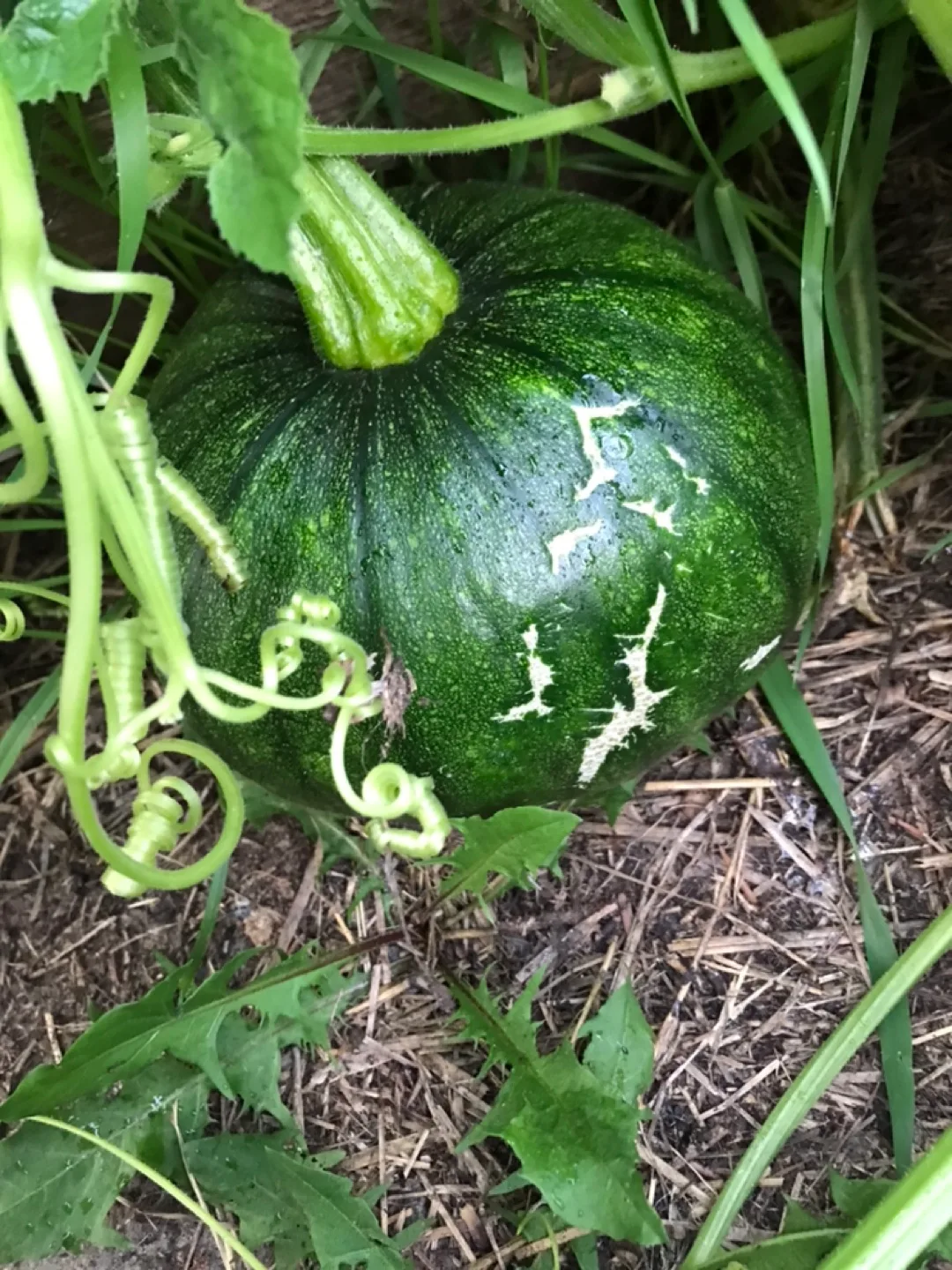 Organic & Edmonton Exclusive Apples image indicator(5)