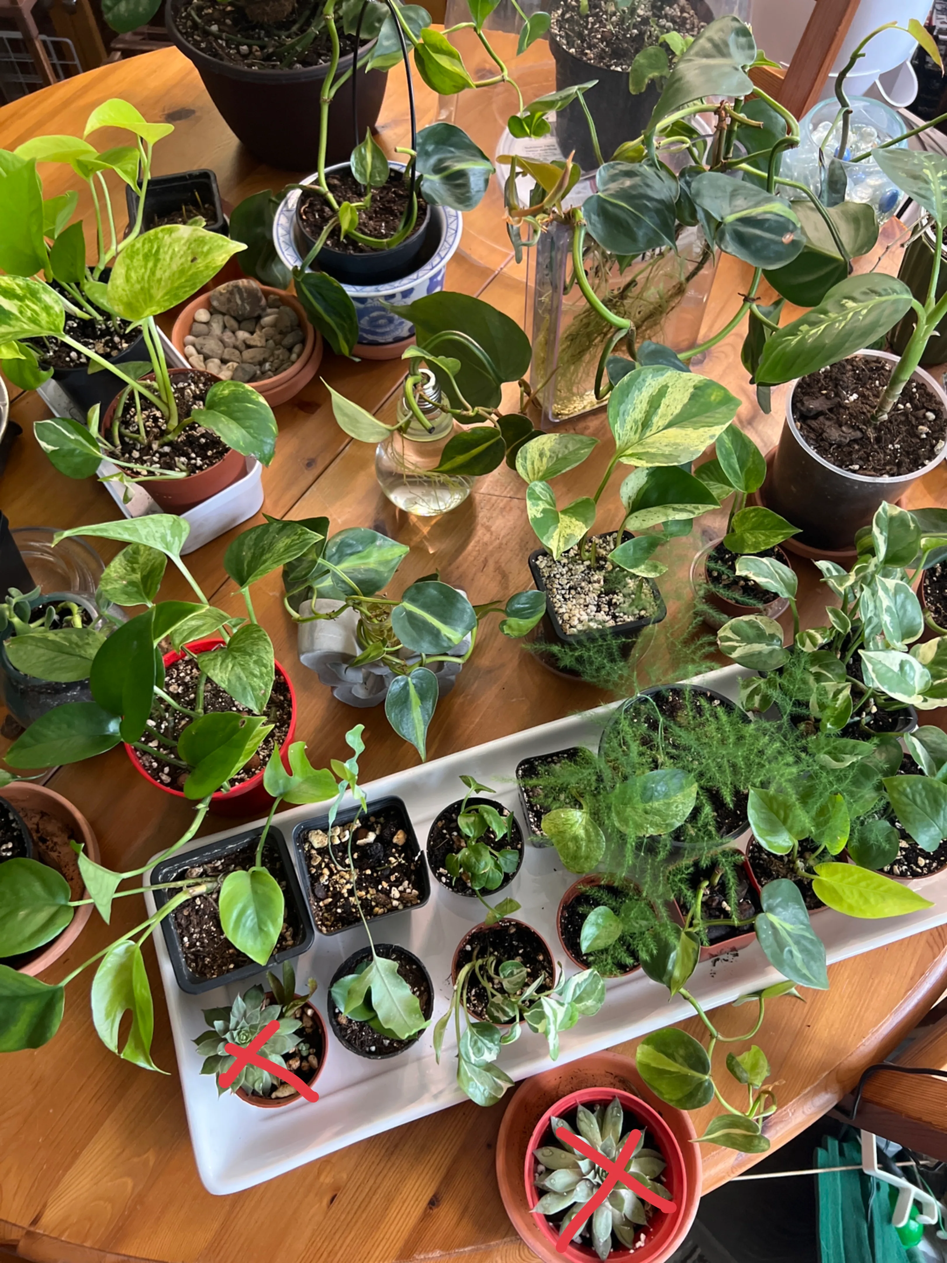 GOING FAST!!! House Plants image indicator(5)