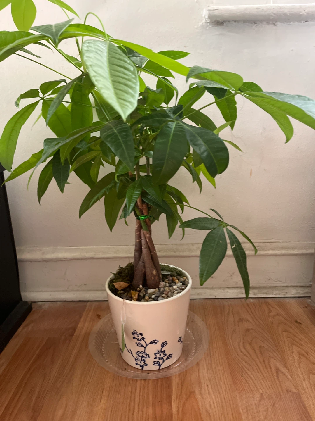 Money Tree in Decorated Pot