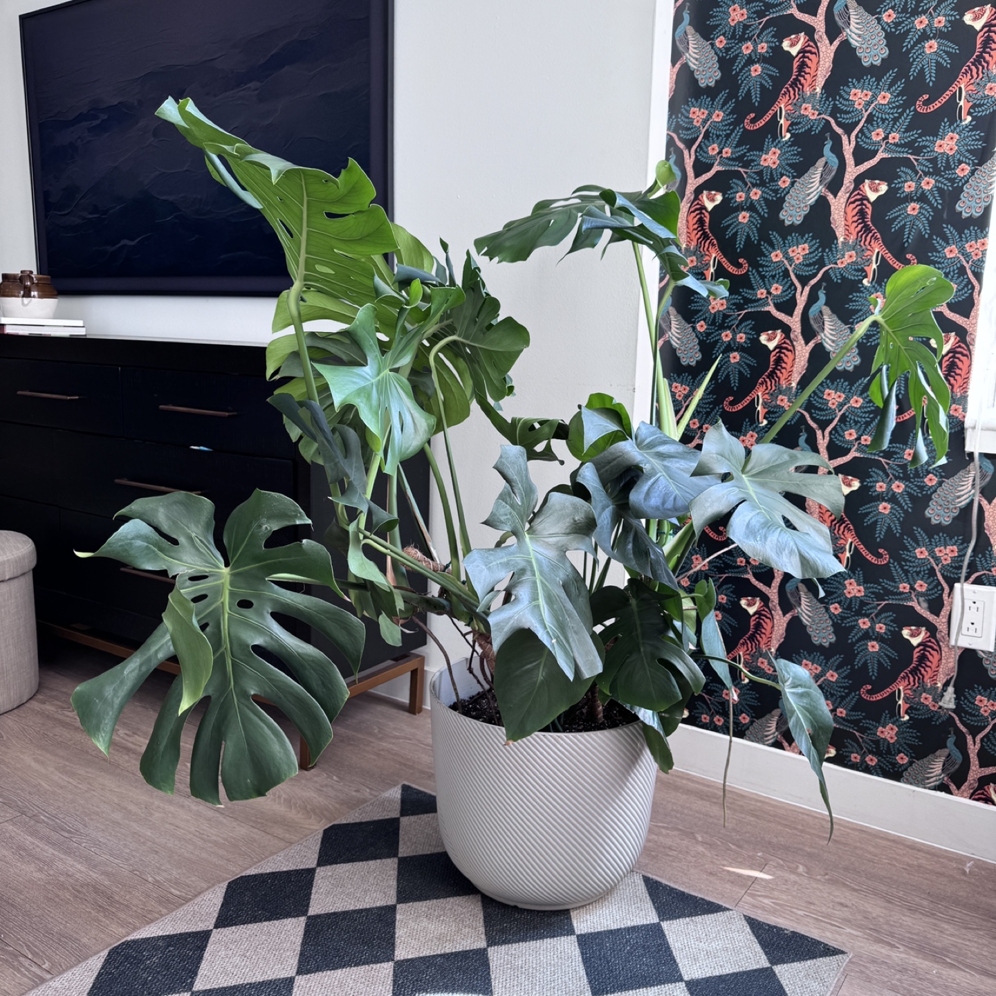 Large Monstera Plant - Very Healthy