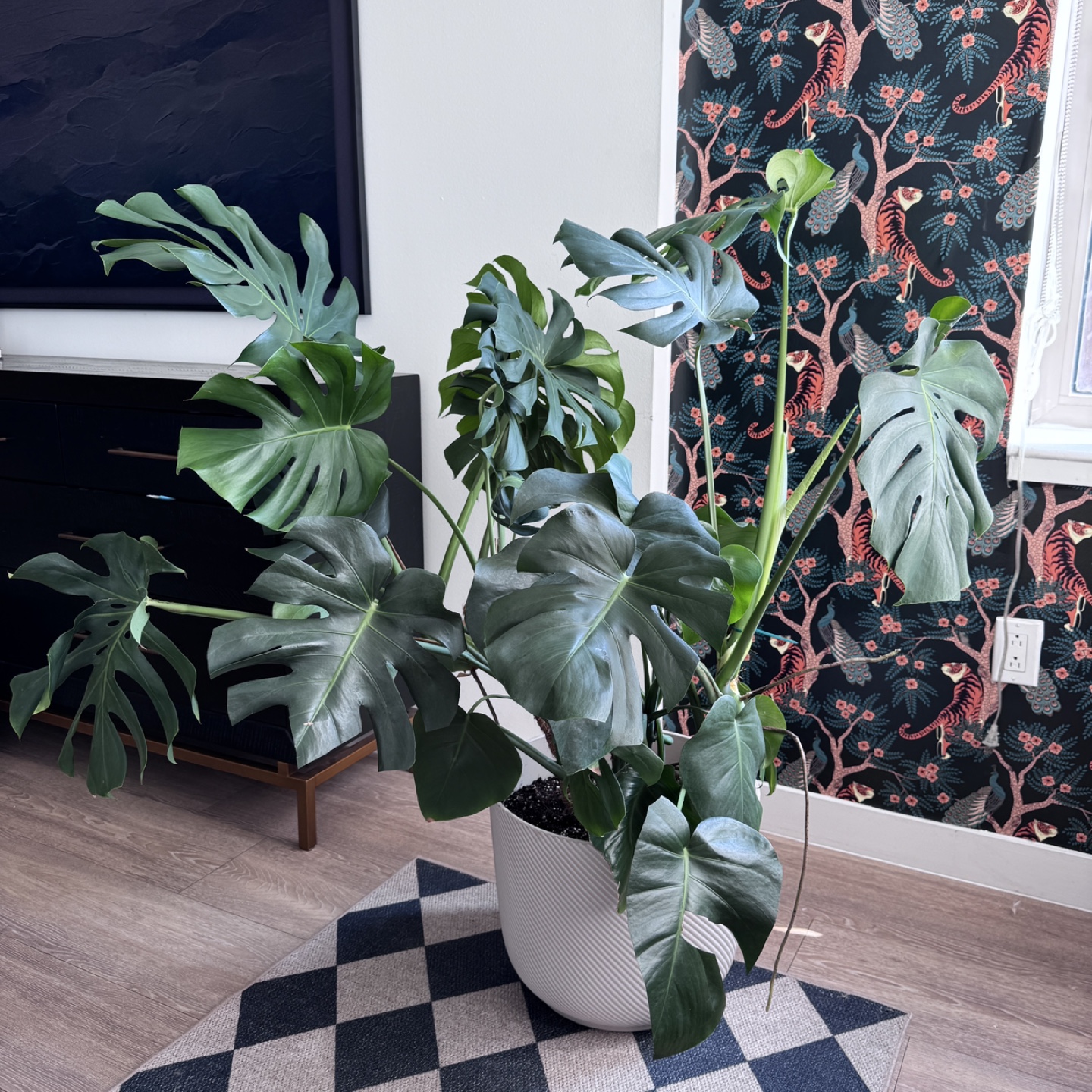 Large Monstera Plant - Very Healthy - photo 4