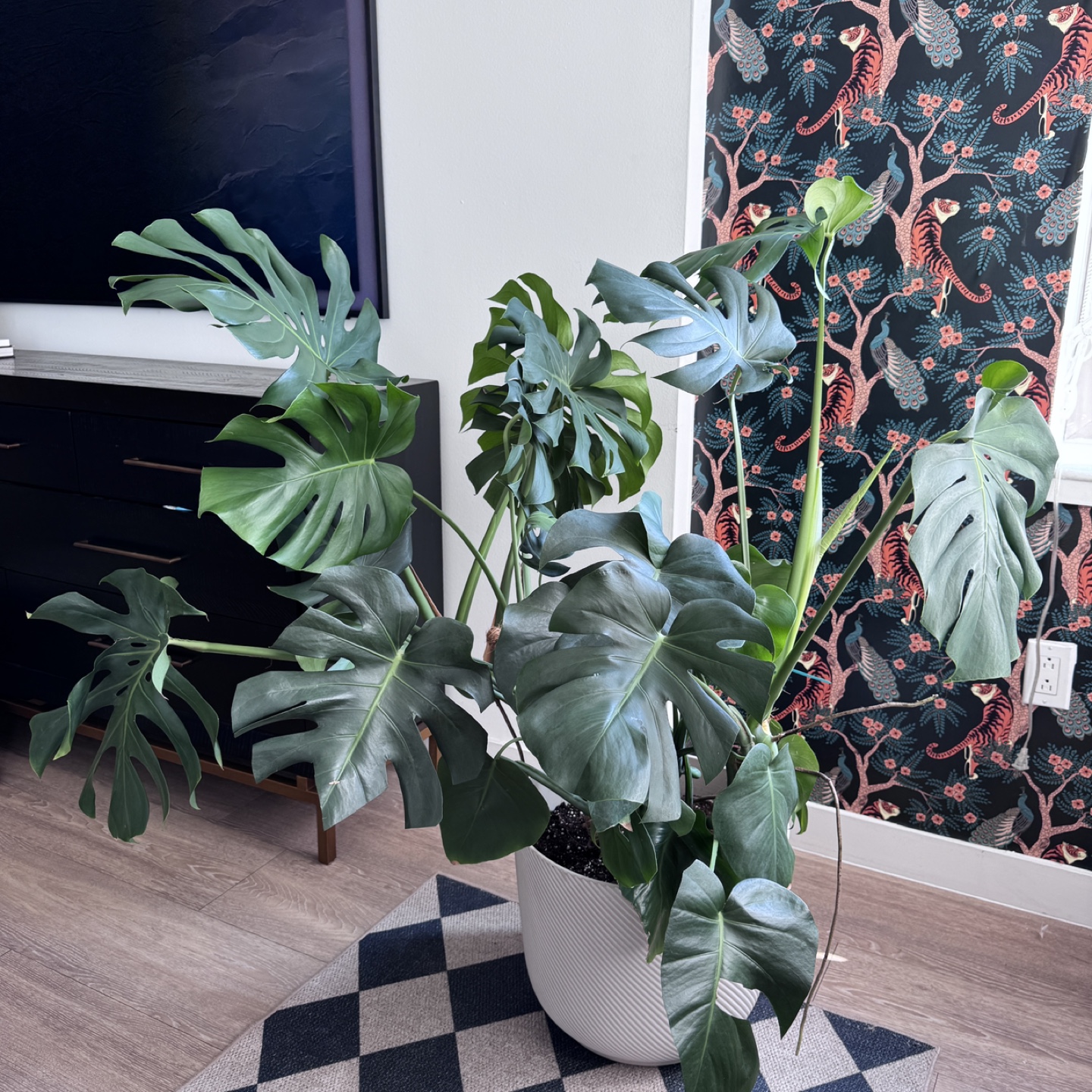 Large Monstera Plant - Very Healthy - photo 3