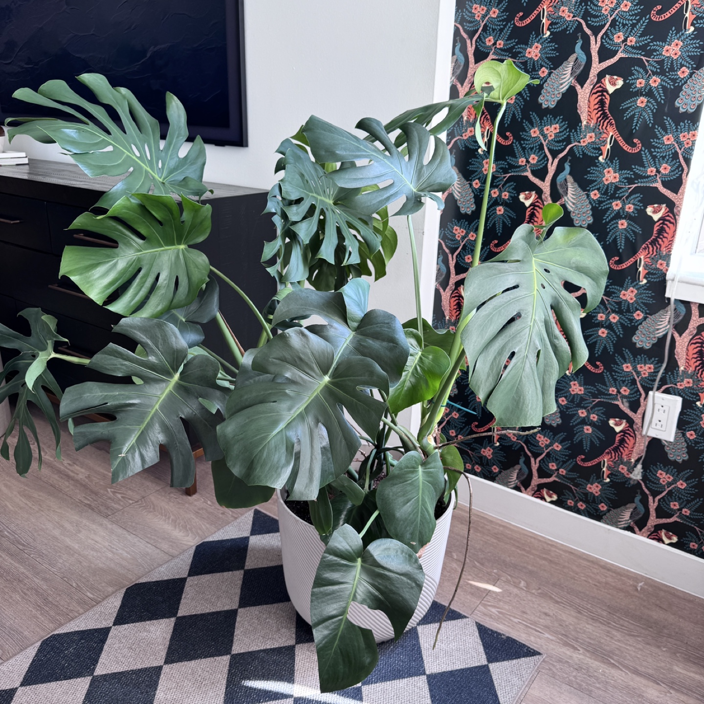 Large Monstera Plant - Very Healthy - photo 2