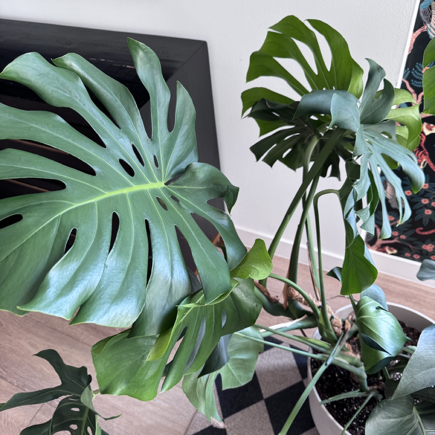 Large Monstera Plant - Very Healthy - photo 5