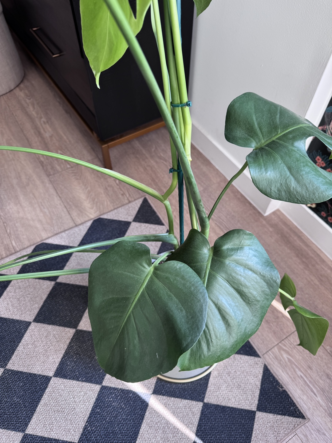 Monstera Plant in Gray Pot - photo 4
