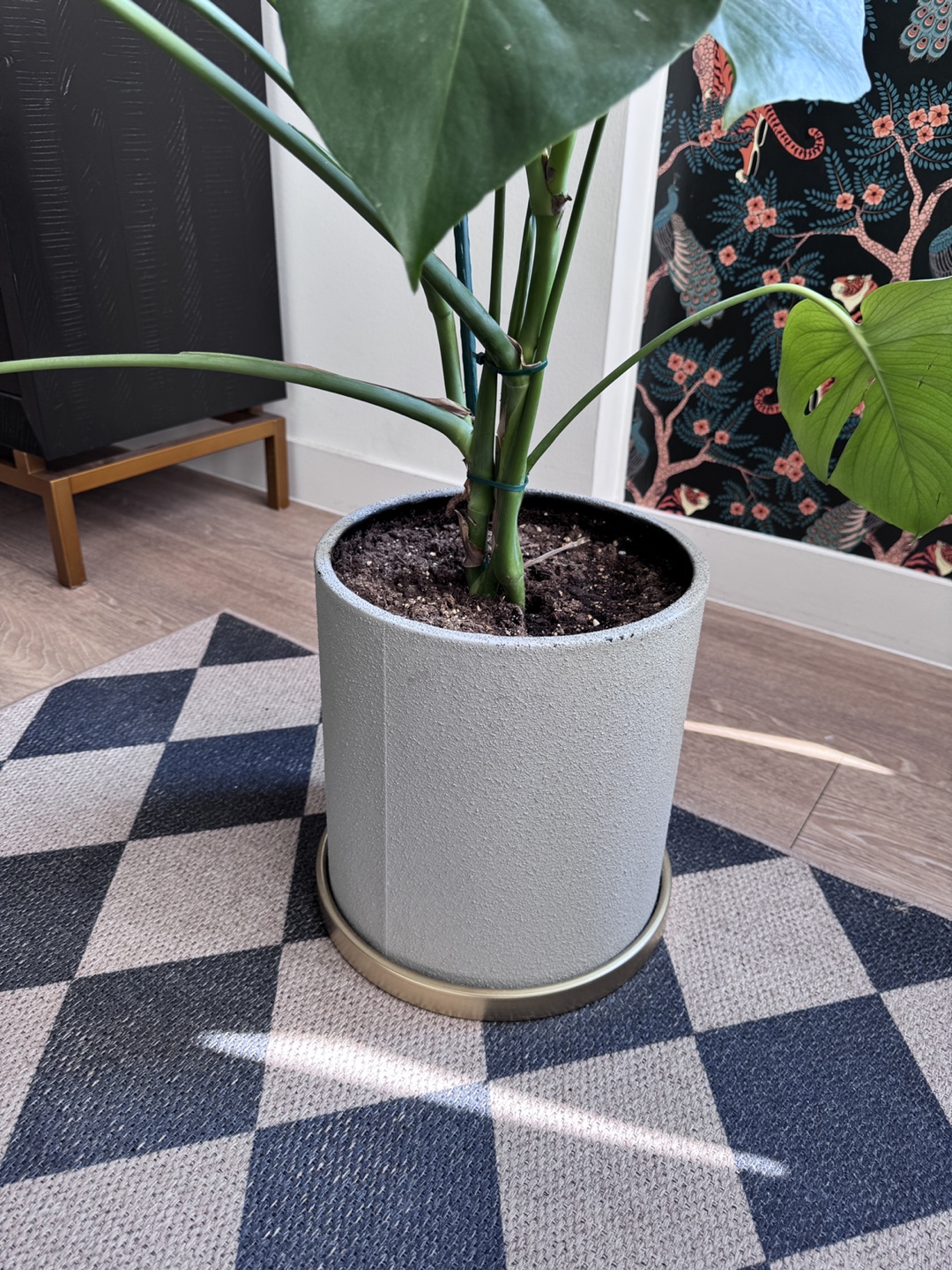 Monstera Plant in Gray Pot - photo 5