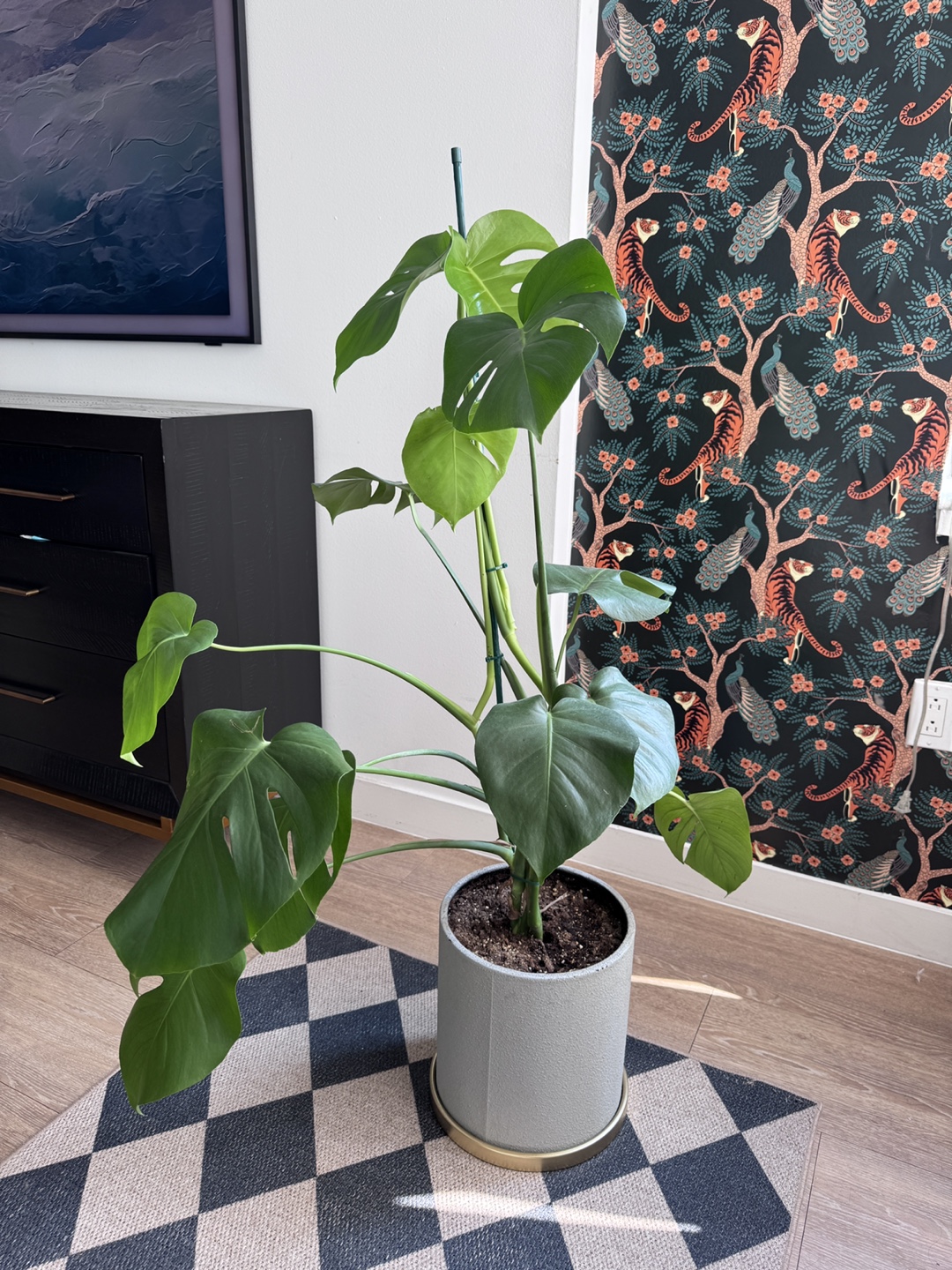 Monstera Plant in Gray Pot