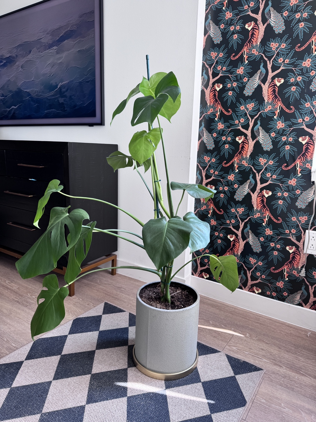 Monstera Plant in Gray Pot - photo 2