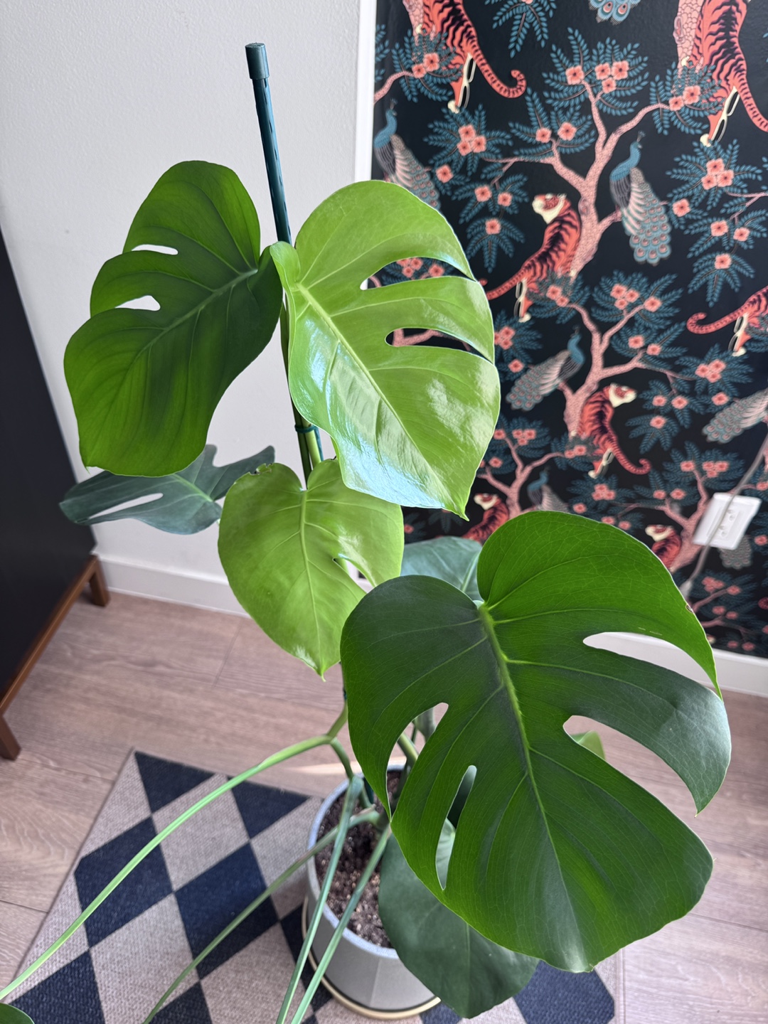 Monstera Plant in Gray Pot - photo 3