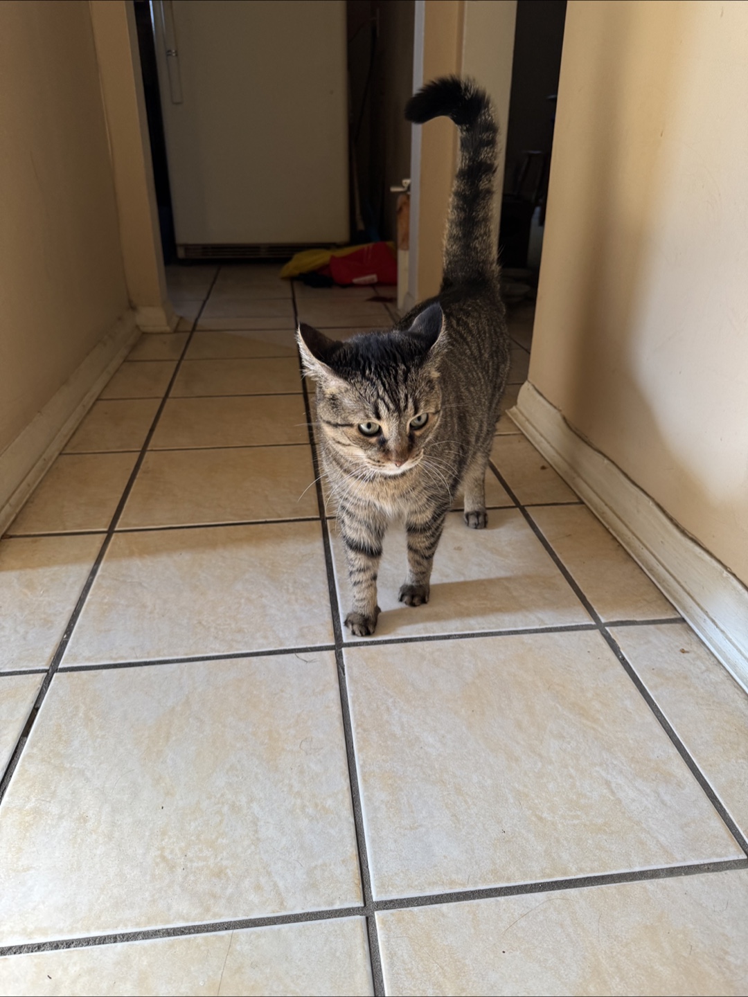 FREE CAT - photo 2