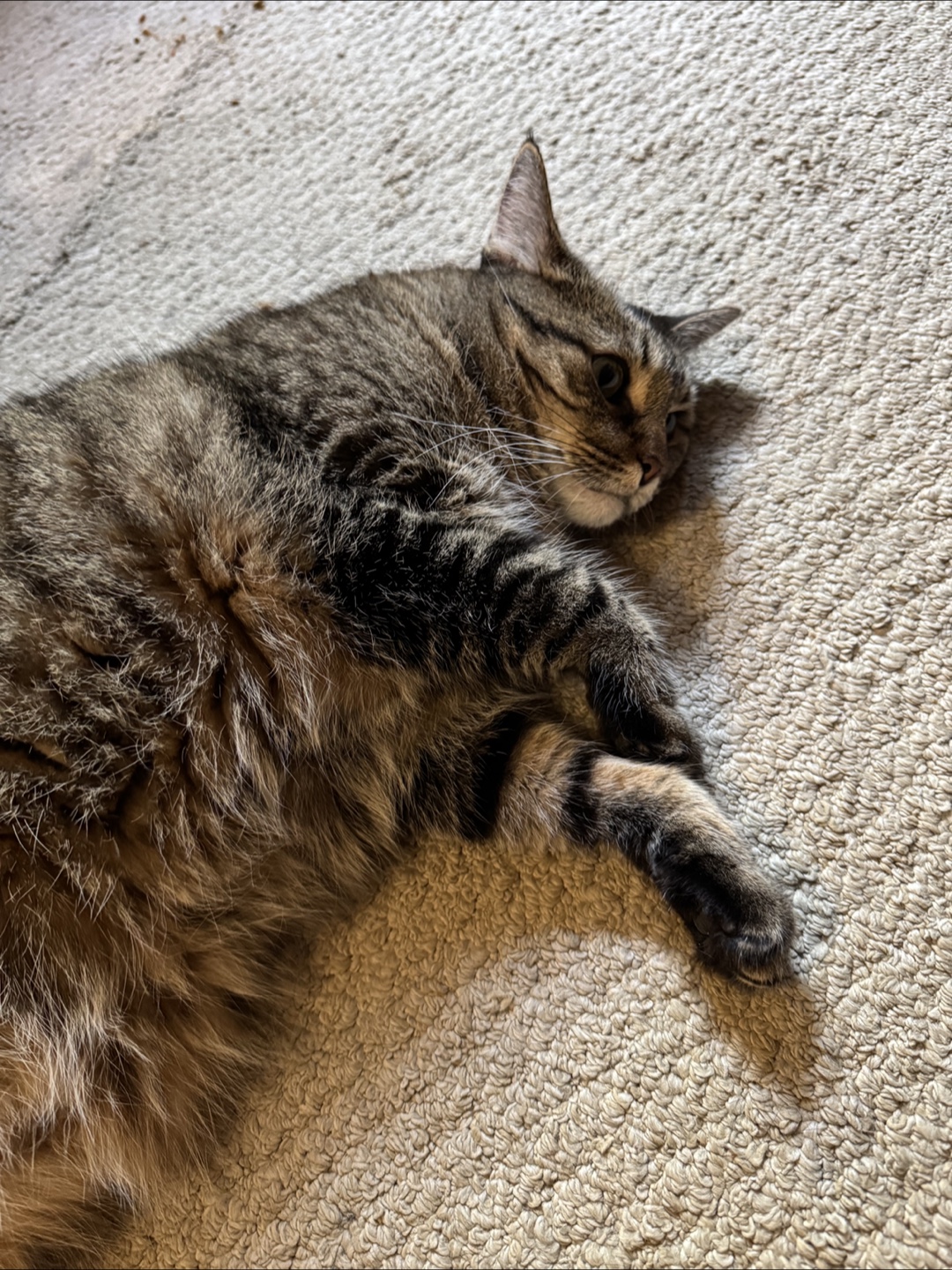 FREE CAT - photo 3