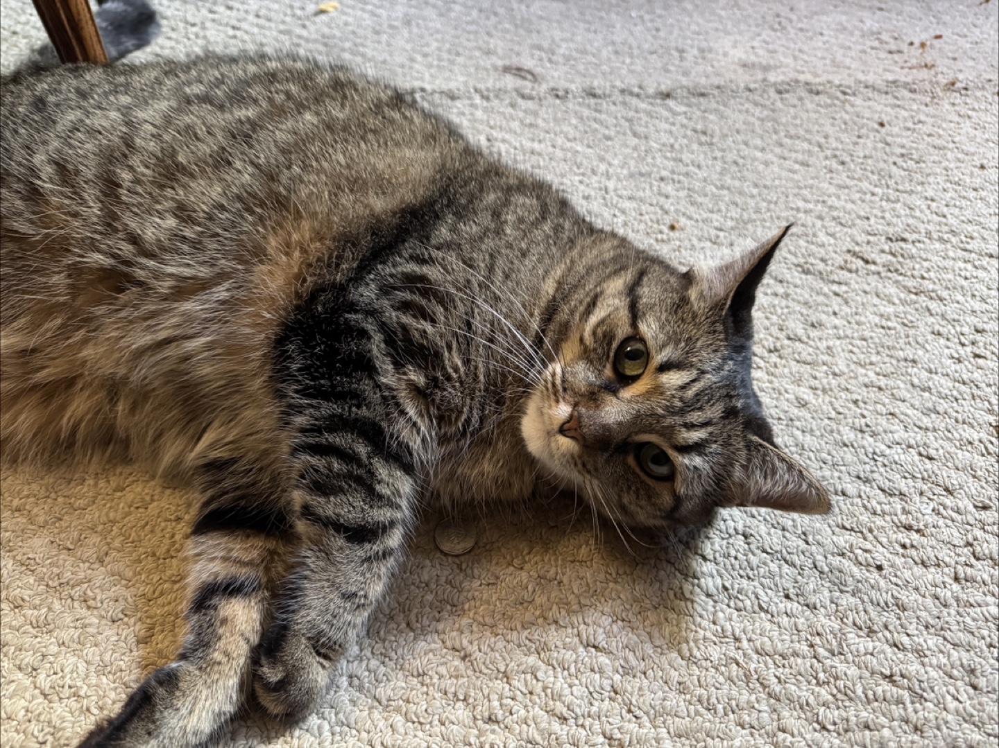 FREE CAT