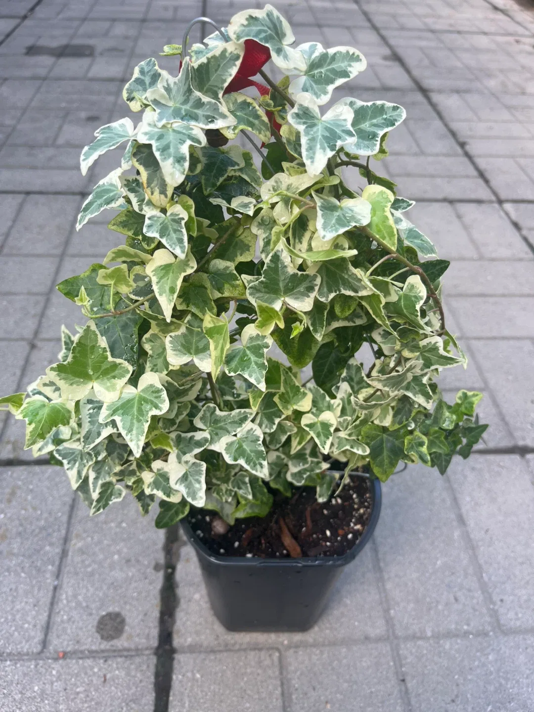 Variegated Ivy Plant thumbnail