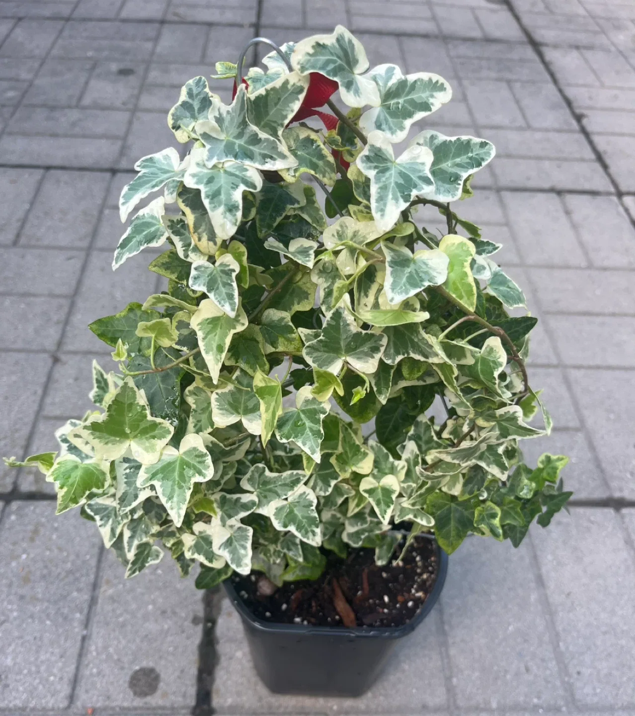 Variegated English Ivy Plant in 6” pot thumbnail