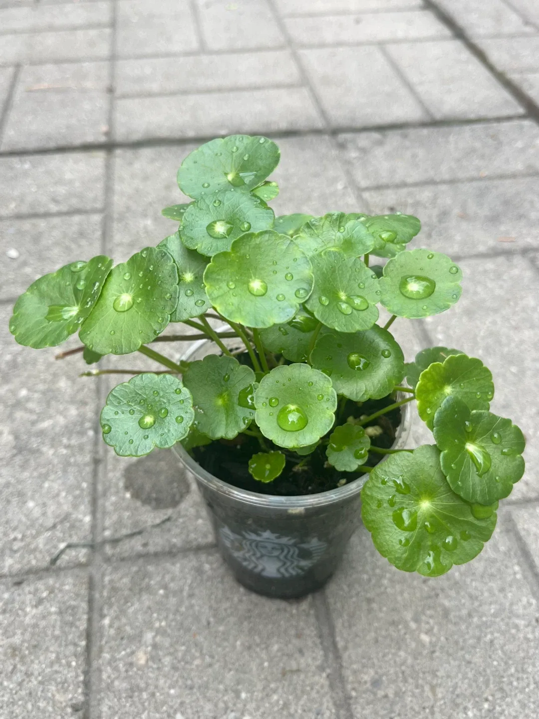 Marsh Pennywort/Chinese money plant thumbnail