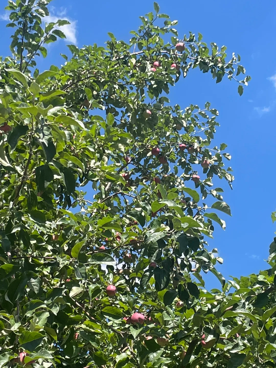 Organic apple image indicator(3)