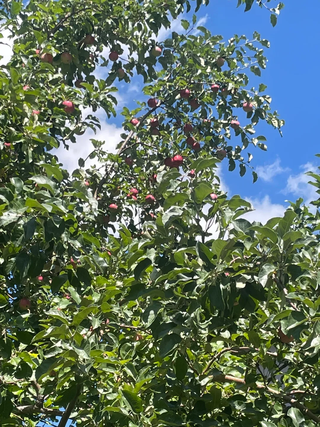 Organic apple image indicator(2)