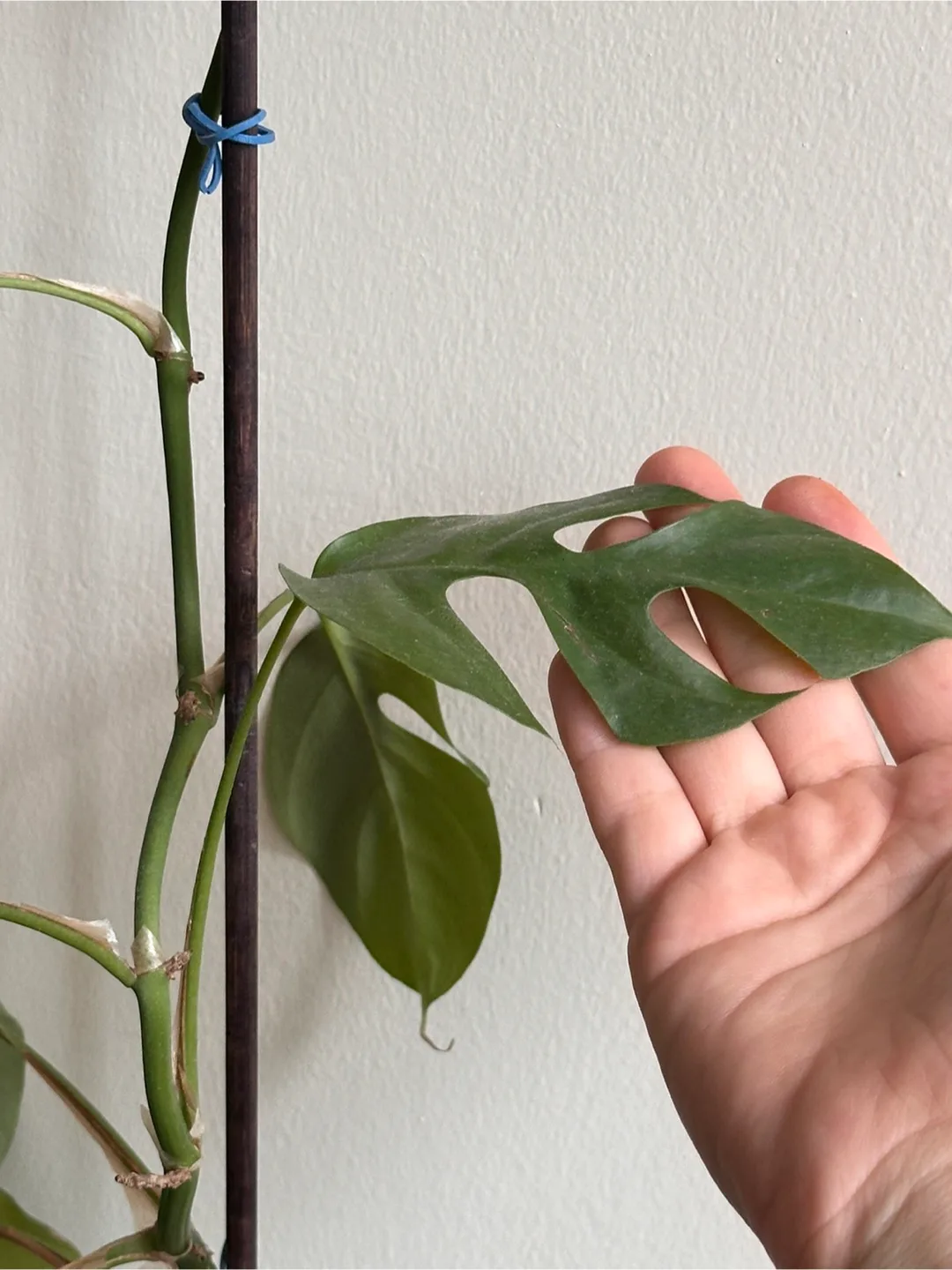 Rhaphidophora Tetrasperma Plant image indicator(4)